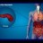 What is the Pancreas?